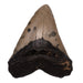 Real Megalodon Tooth