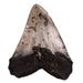 Real Megalodon Tooth