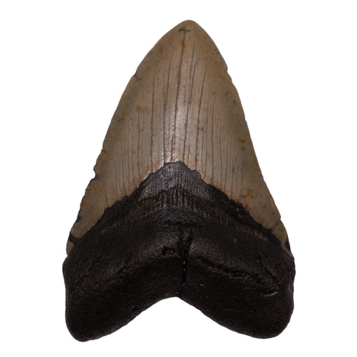 Real Megalodon Tooth