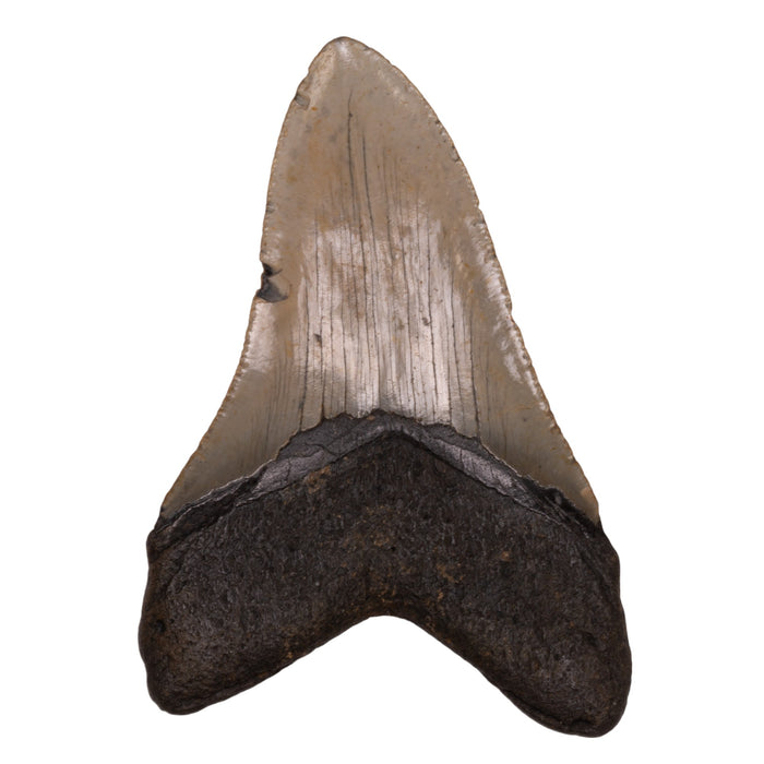 Real Megalodon Tooth