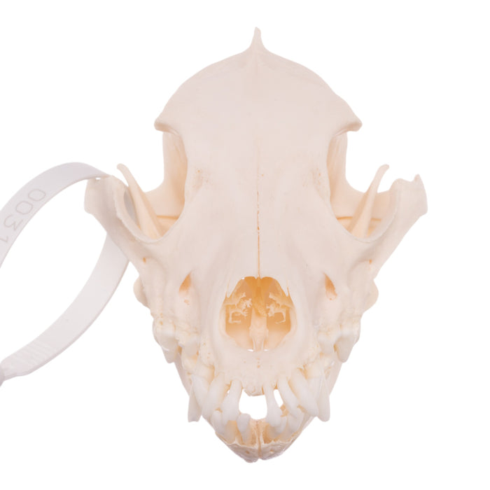 Real Domestic Dog Skull - Schnauzer