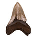 Real Megalodon Tooth