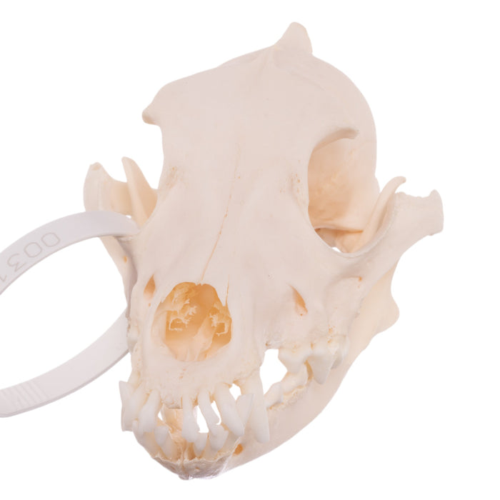 Real Domestic Dog Skull - Schnauzer