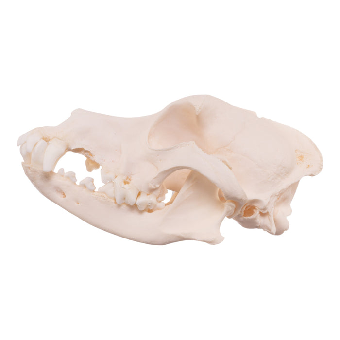 Real Domestic Dog Skull - Schnauzer