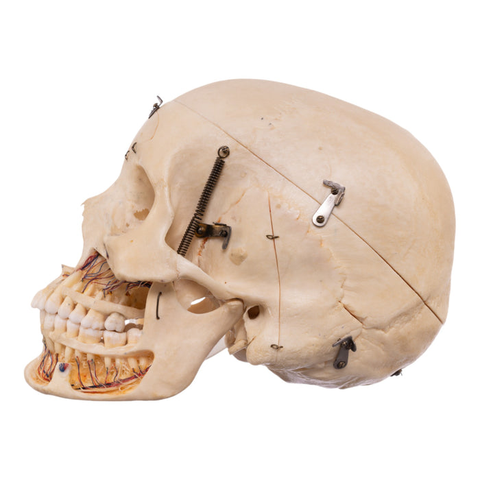 Real Human Dissected Skull with Carrying Case