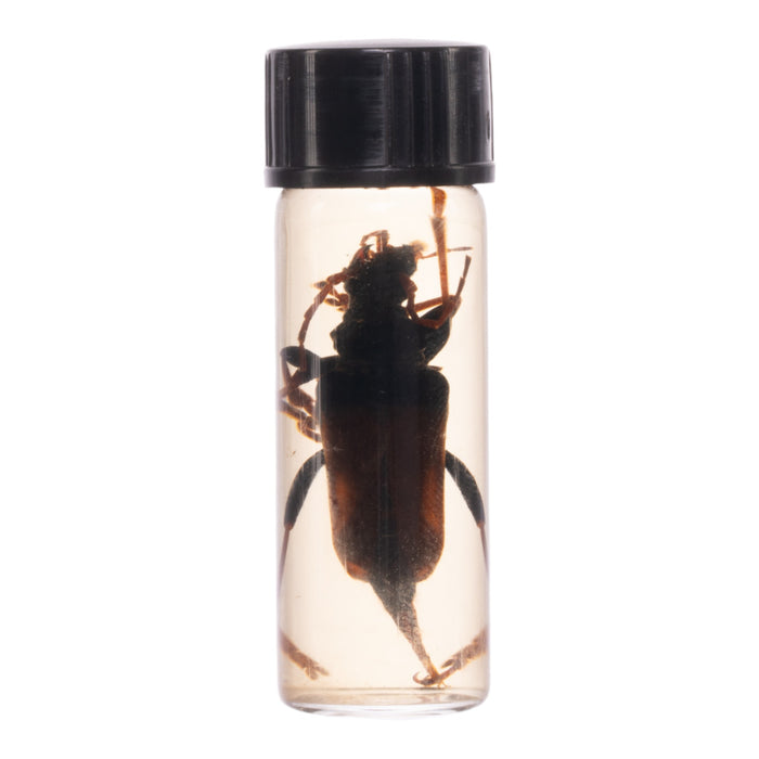 Real Beetle Wet Specimen