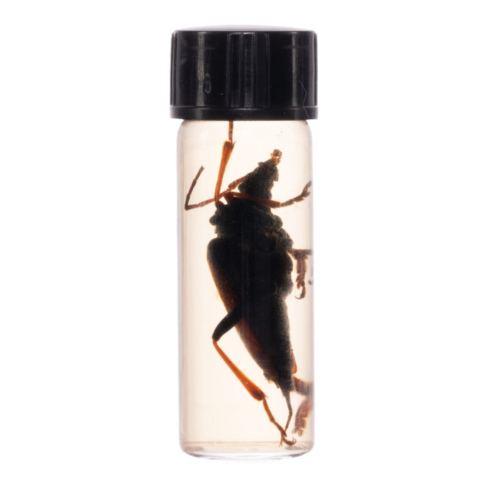 Real Beetle Wet Specimen