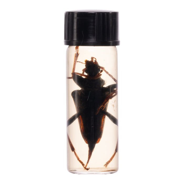 Real Beetle Wet Specimen