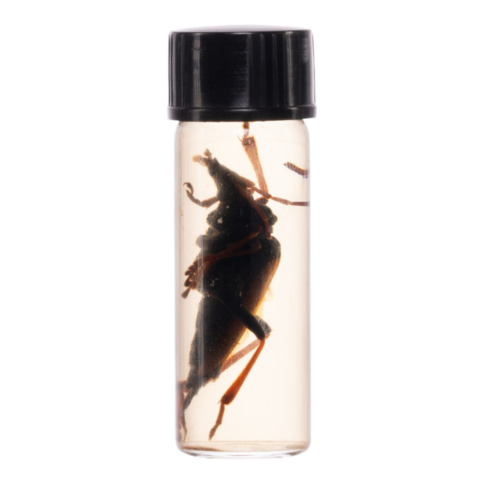 Real Beetle Wet Specimen