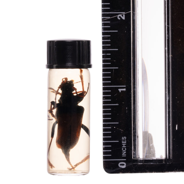 Real Beetle Wet Specimen