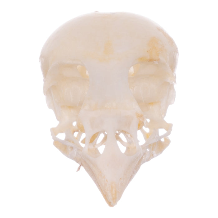 Real Finch Skull