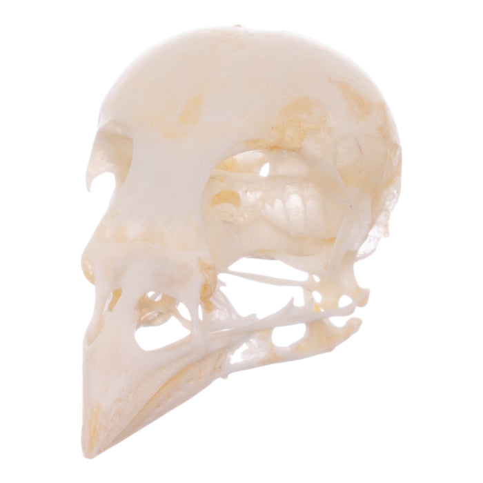 Real Finch Skull