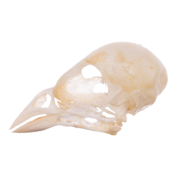 Real Finch Skull