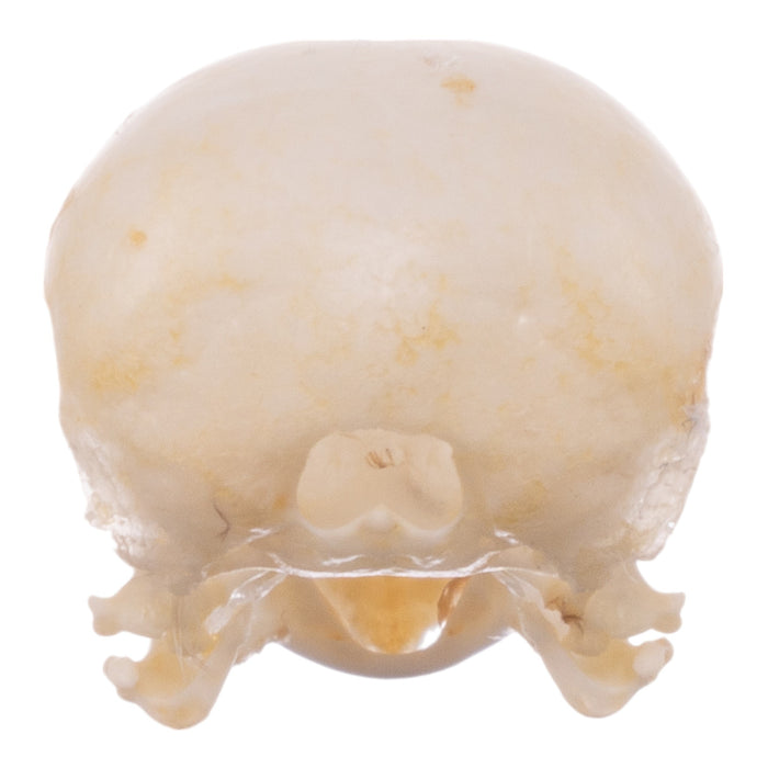 Real Finch Skull