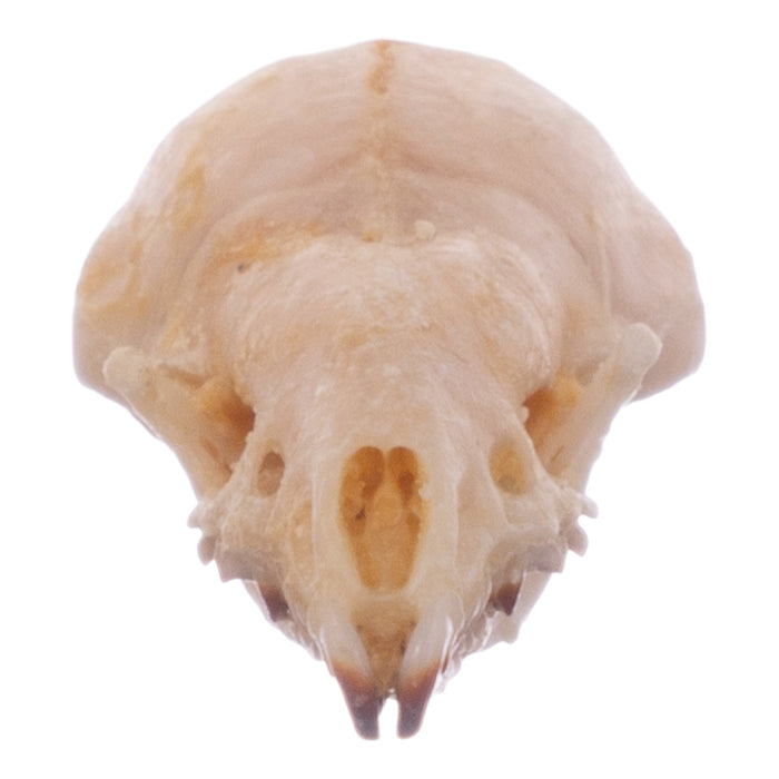 Real North American Least Shrew Skull