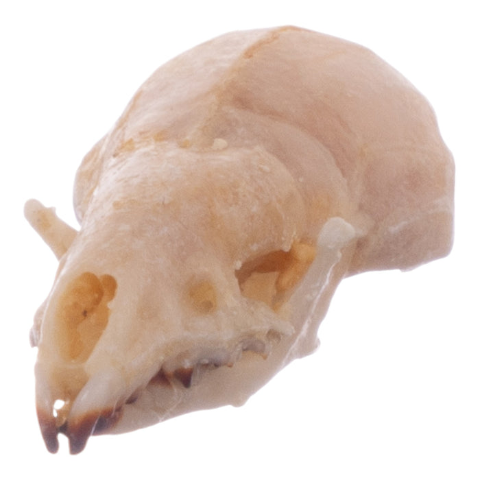 Real North American Least Shrew Skull