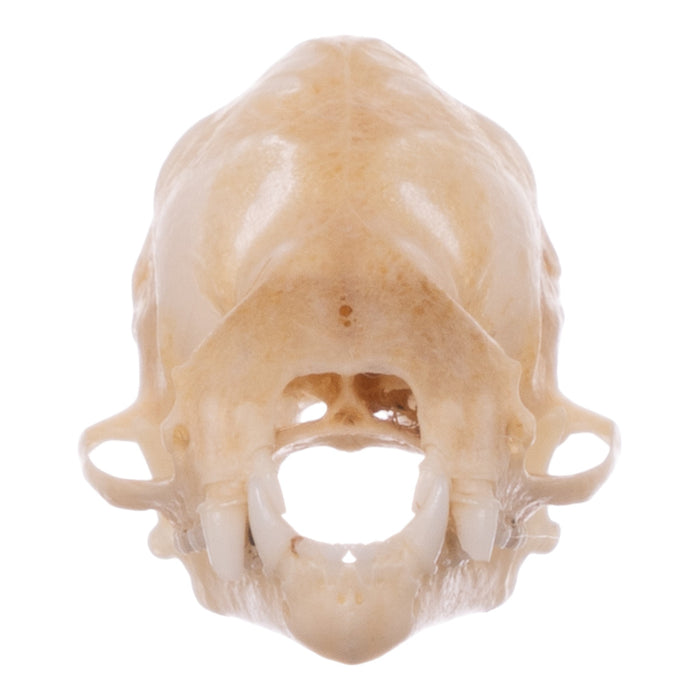 Real Eastern Red Bat Skull