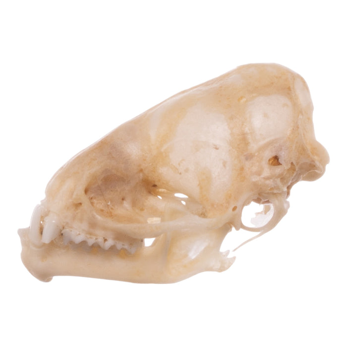 Real Eastern Red Bat Skull