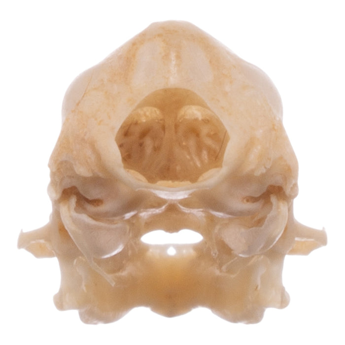 Real Eastern Red Bat Skull