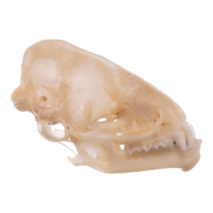 Real Eastern Red Bat Skull