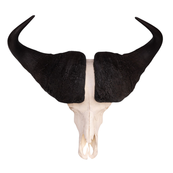 Real Cape Buffalo Skull