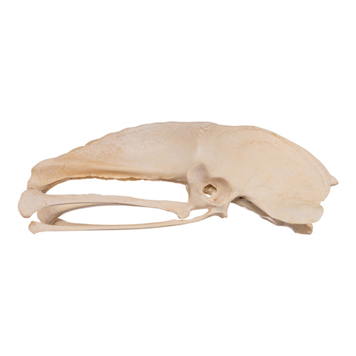 Real Emu Pelvis