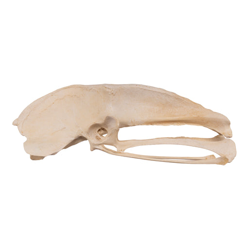 Real Emu Pelvis