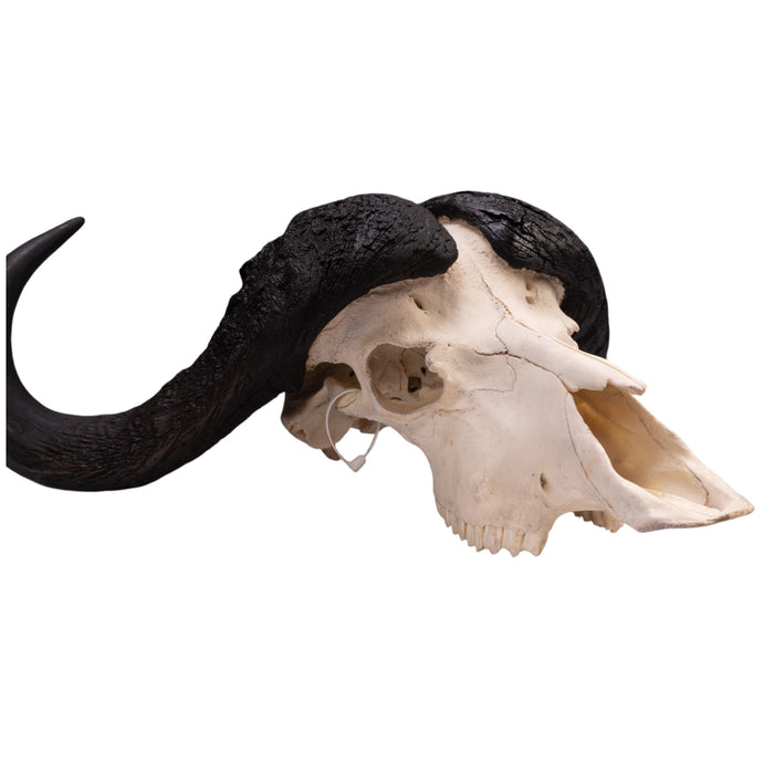 Real Cape Buffalo Skull