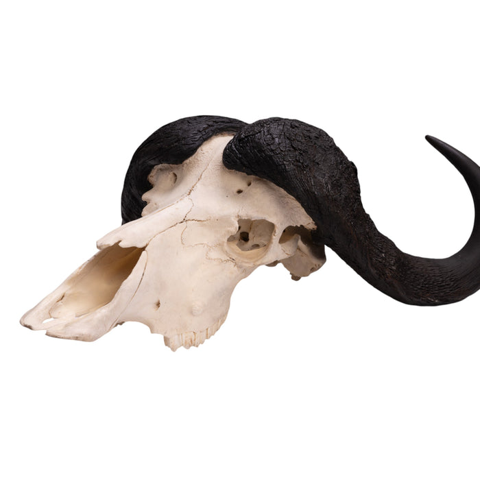 Real Cape Buffalo Skull