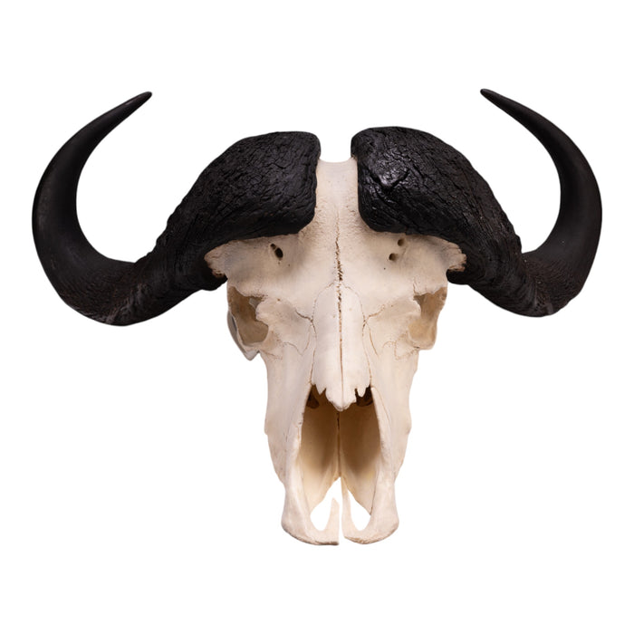 Real Cape Buffalo Skull