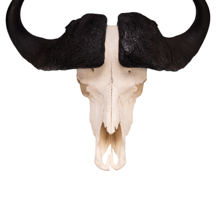 Real Cape Buffalo Skull