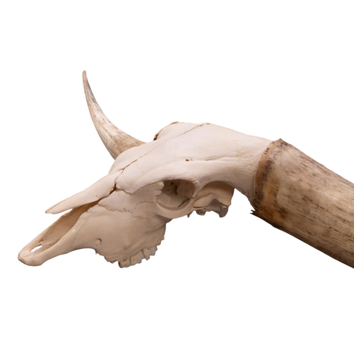 Real Watusi/Longhorn Skull