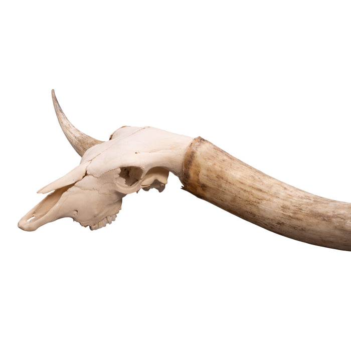 Real Watusi/Longhorn Skull