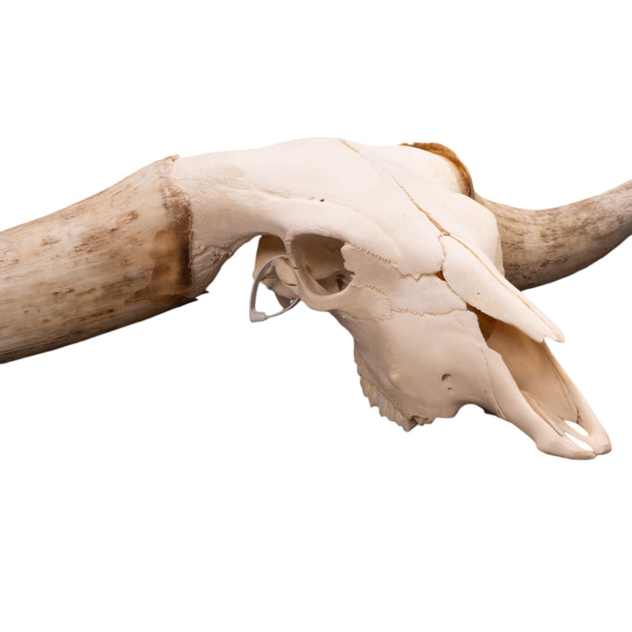 Real Watusi/Longhorn Skull