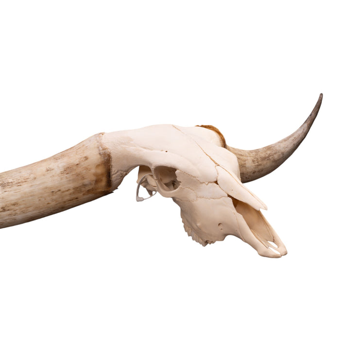 Real Watusi/Longhorn Skull