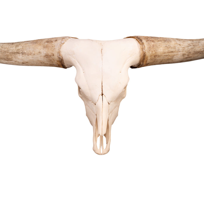 Real Watusi/Longhorn Skull