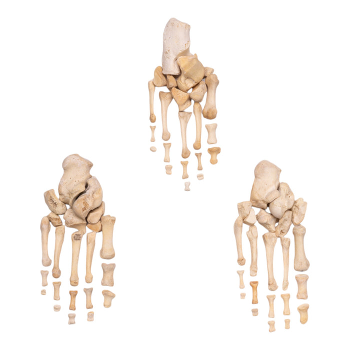 Real Human Foot - Partial Set