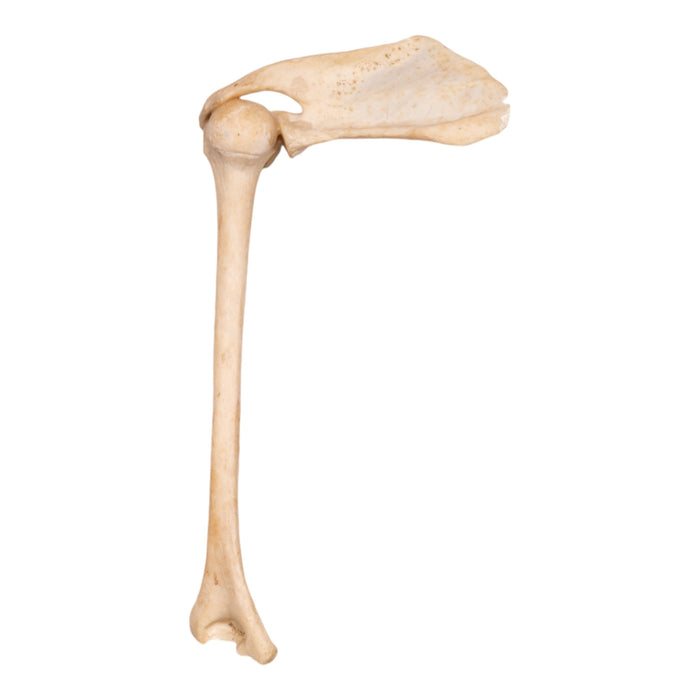 Real Human Humerus with Scapula - Damaged