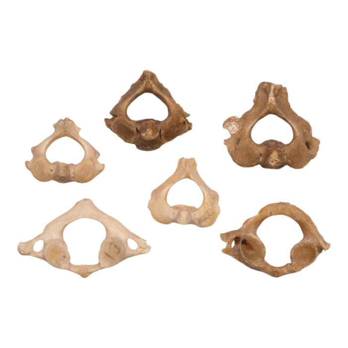 Real Human Antique Vertebra - Set of 6