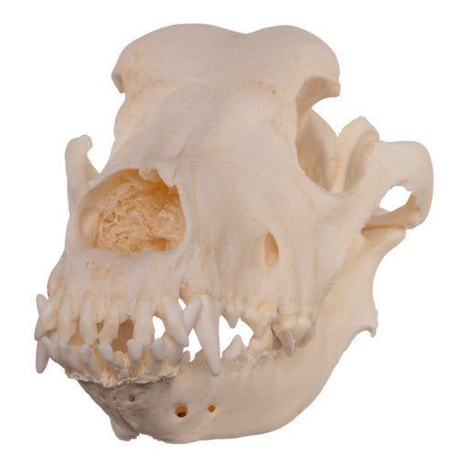 Real Domestic Dog Skull - Extra Large