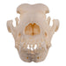 Real Domestic Dog Skull - Extra Large