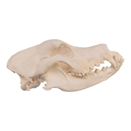 Real Domestic Dog Skull - Extra Large