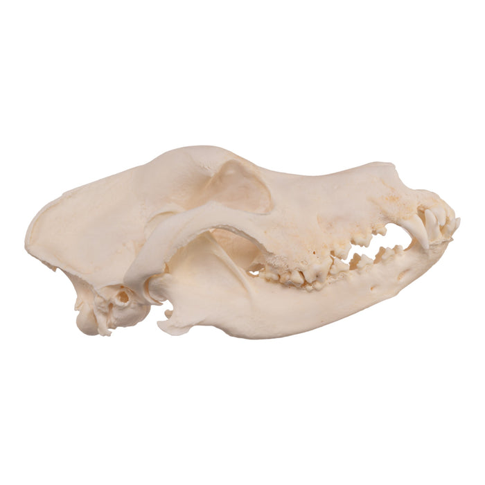 Real Domestic Dog Skull - Extra Large