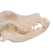 Real Domestic Dog Skull - Extra Large