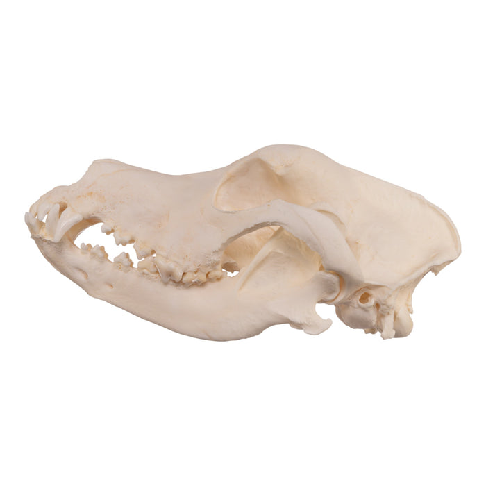 Real Domestic Dog Skull - Extra Large