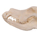 Real Domestic Dog Skull - Extra Large