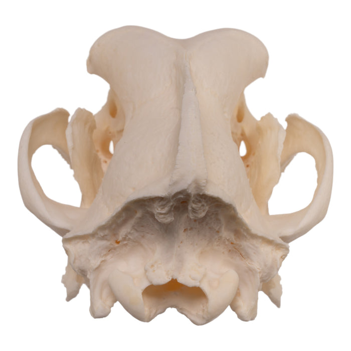 Real Domestic Dog Skull - Extra Large