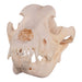 Real Domestic Dog Skull - Great Dane