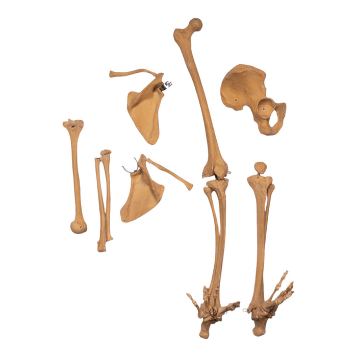 Replica Human Limb Set - Partial