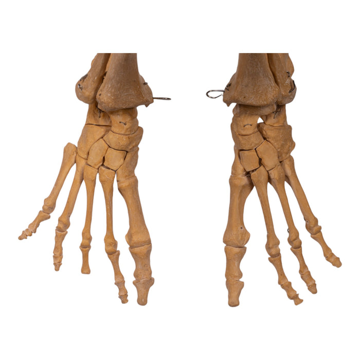 Replica Human Limb Set - Partial